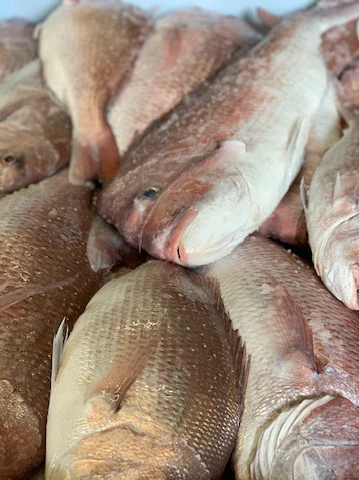 Local fishers reeled in to help scientists assess snapper stock