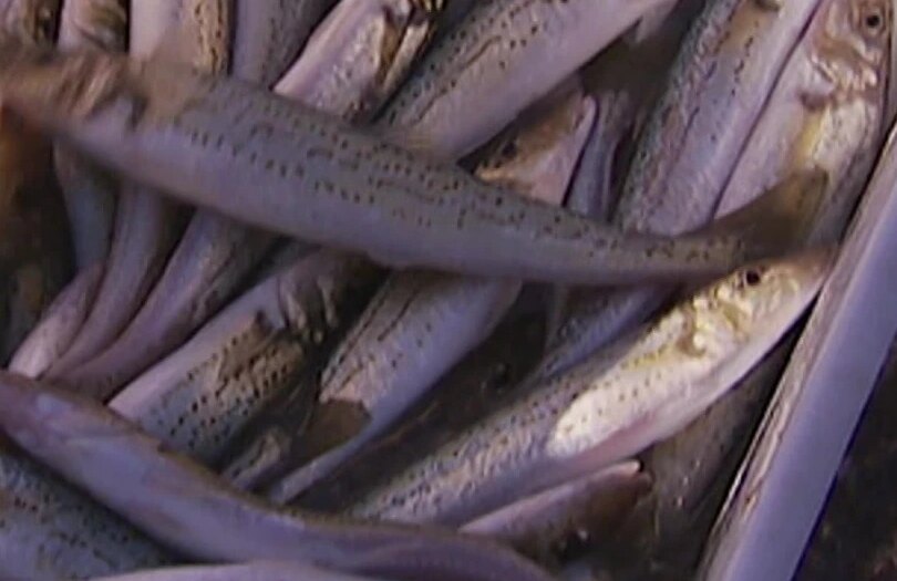 Commercial fishing nets to go in Port Phillip Bay, but there’s a catch