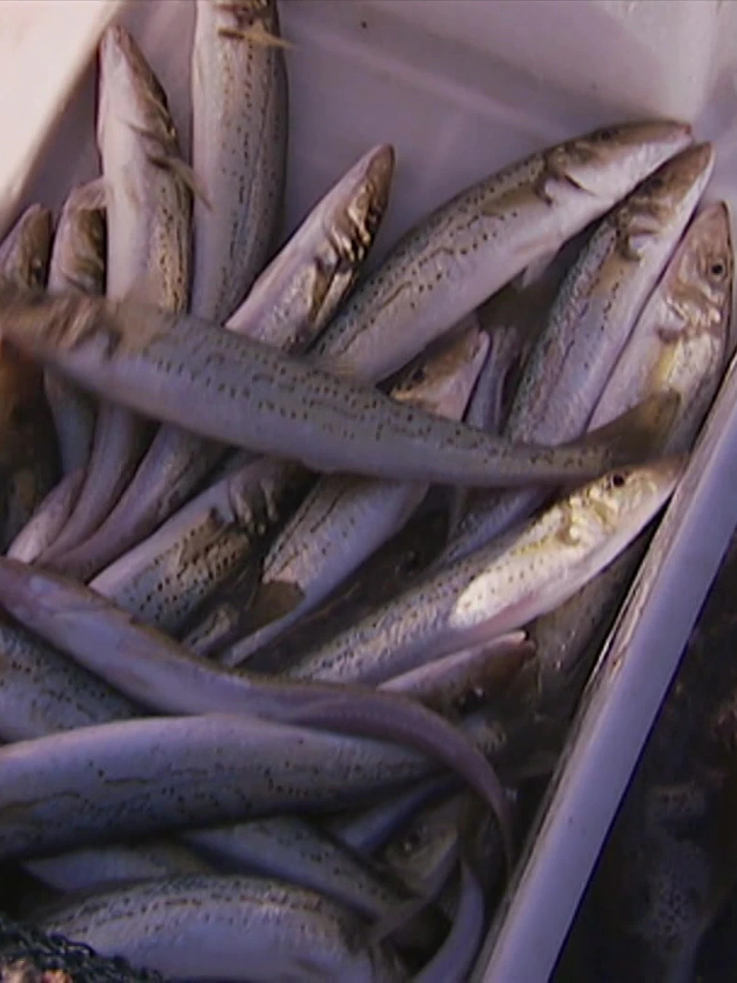 Commercial fishing nets to go in Port Phillip Bay, but there’s a catch