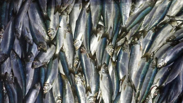 DFO shutting down herring, mackerel fisheries on East Coast