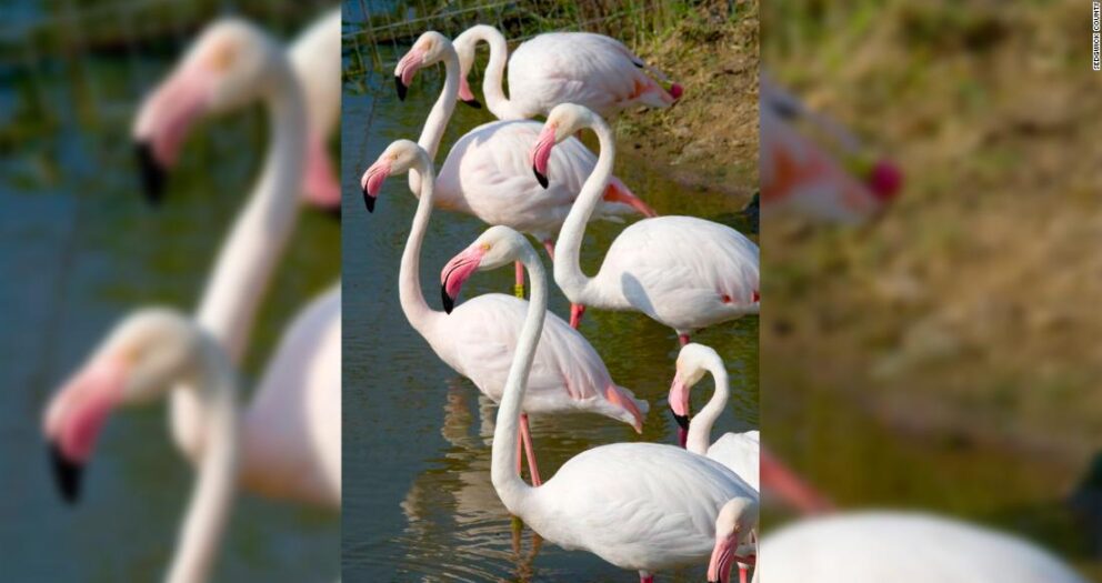 Fugitive flamingo spotted after 17 years on the run