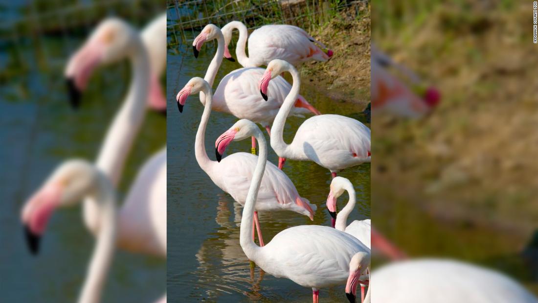 Fugitive flamingo spotted after 17 years on the run