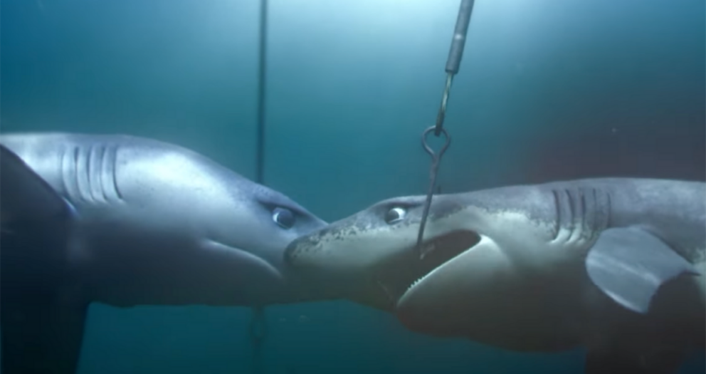 Greenpeace gets deep about shark deaths at the hands of industrial fishing