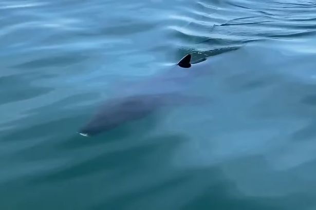 ‘It’s a f****** shark!’ Man stunned as fin appears in the water before 14 foot beast swims up to fishing boat on Welsh coast