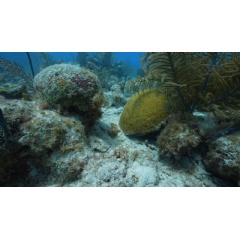 Oceana Finds Illegal Fishing and Diseased Corals During an Expedition to Alacranes Reef in Mexico
