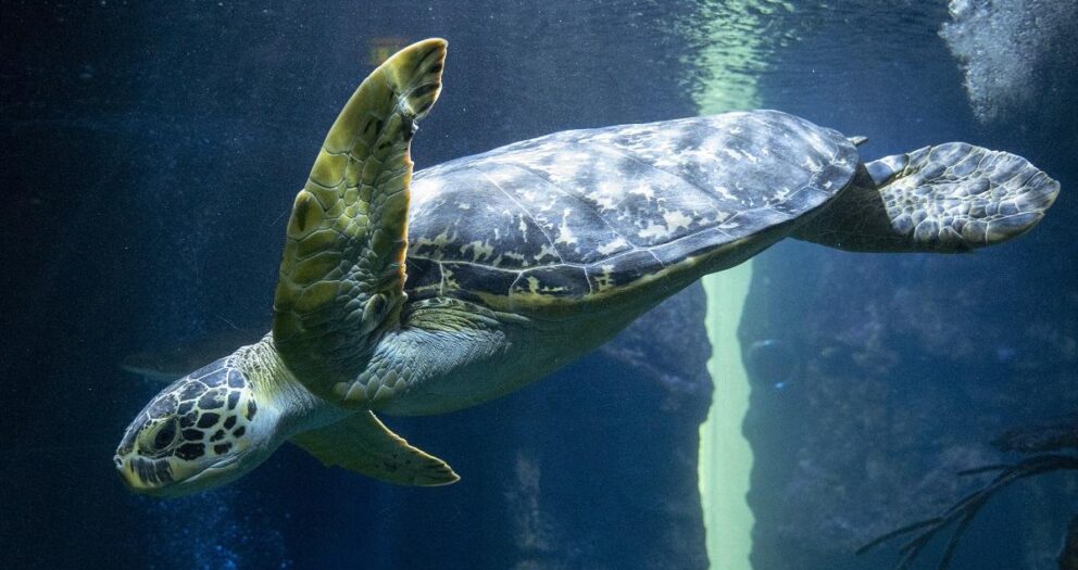 Dozens of sea turtles stabbed to death off Japan island
