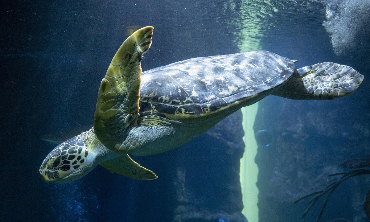 Dozens of sea turtles stabbed to death off Japan island