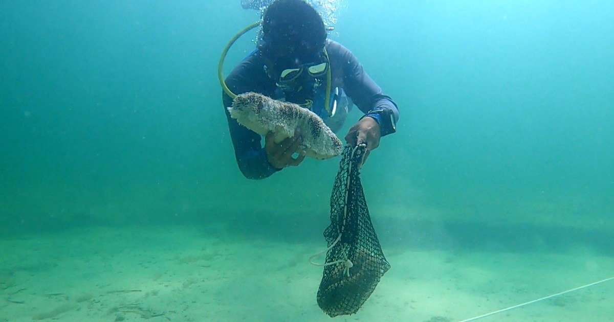 In the waters off Mexico, fishing this vital sea creature is banned. It’s still happening.