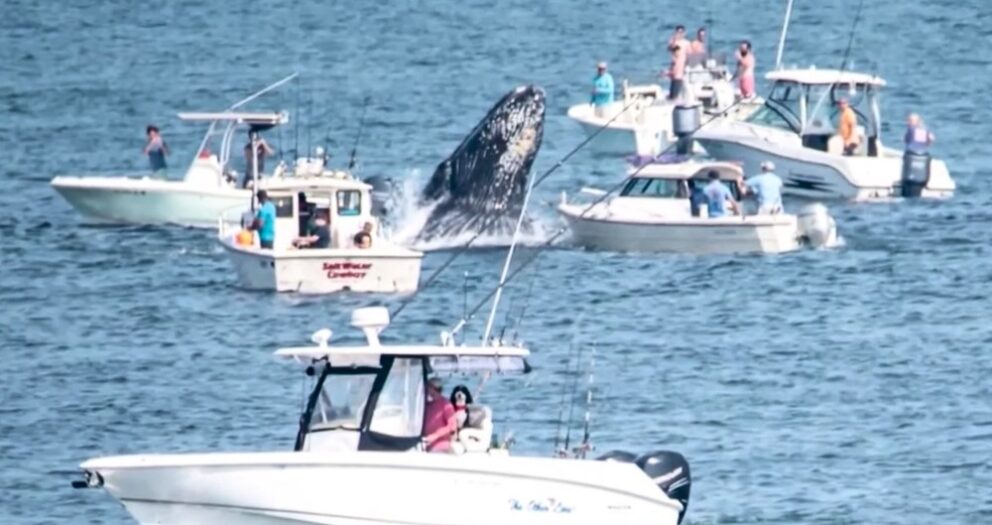 Breaching whale lands on fishing boat in dangerous encounter