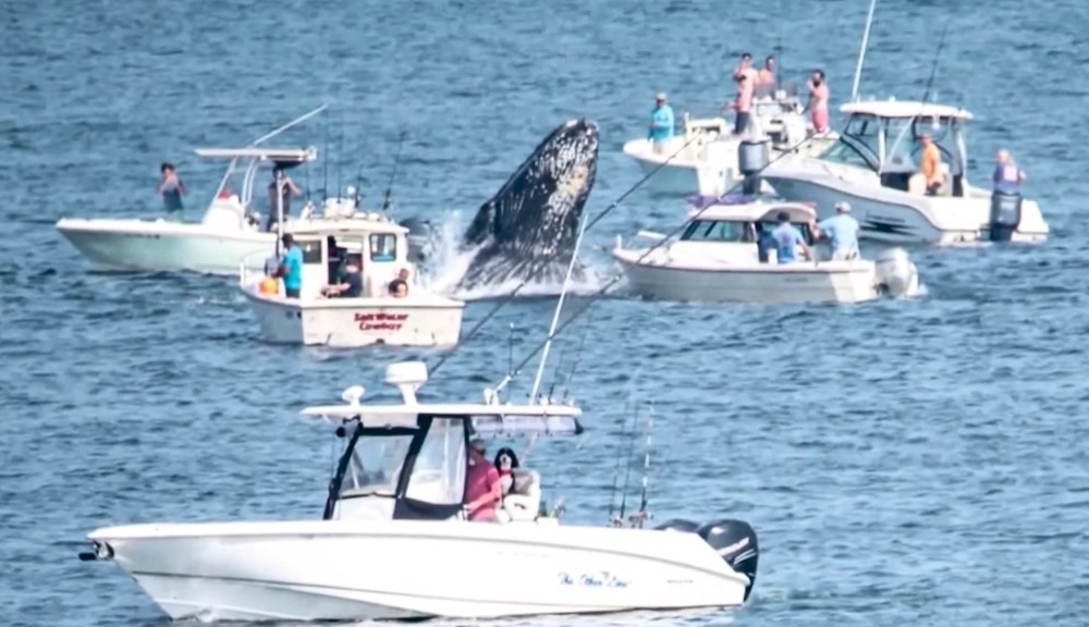 Breaching whale lands on fishing boat in dangerous encounter