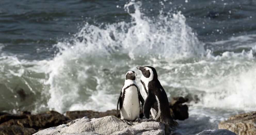 Creecy must decide on island closures to either save penguins or retain fishing