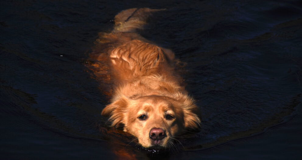 Adorable Dog Hoisted Onto Boat After Swimming in Ocean Melts Hearts