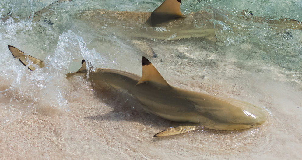 Man Battles Shark With Bare Hands on Beach in ‘Crazy’ Video