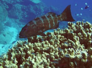 Study: Spearfishing Restrictions Boosted Fish Stocks In Great Barrier Reef