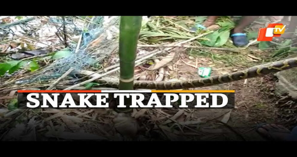 Why So Much Crowd? Snake Stuck In Fishing Net Rescued