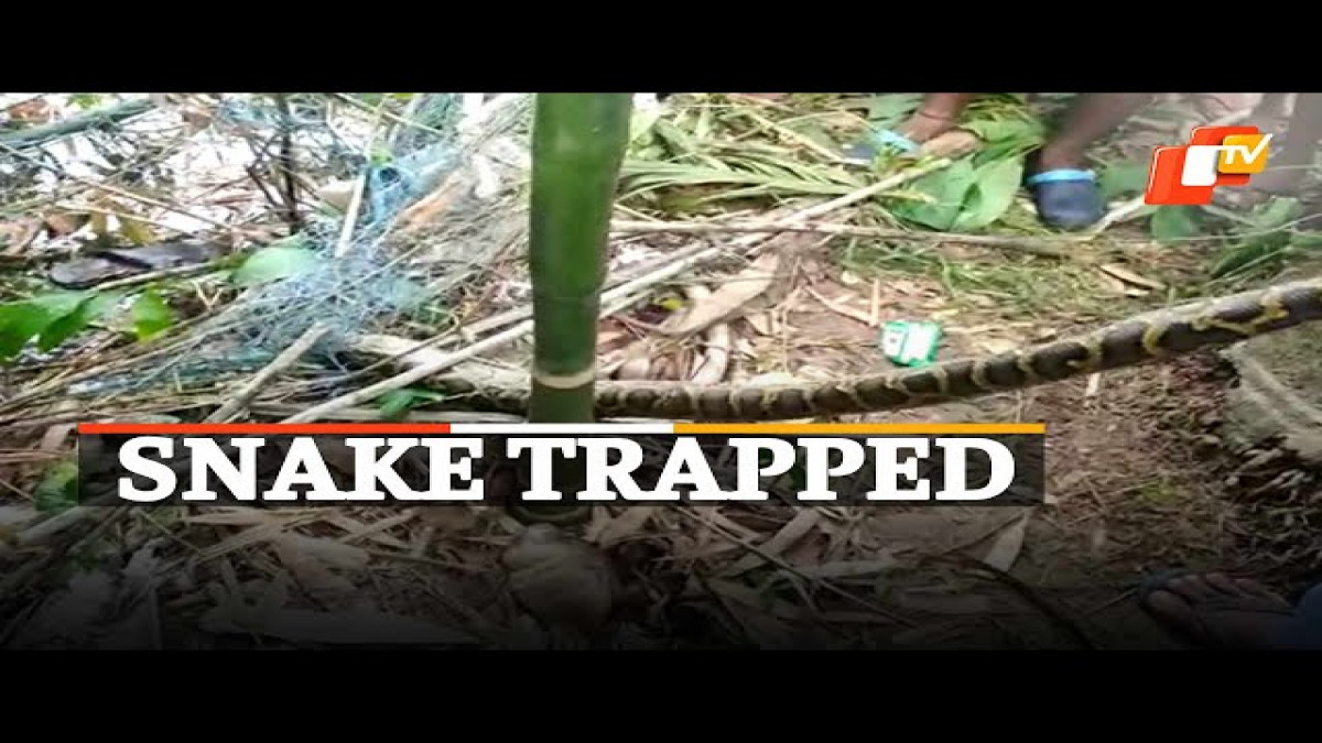 Why So Much Crowd? Snake Stuck In Fishing Net Rescued