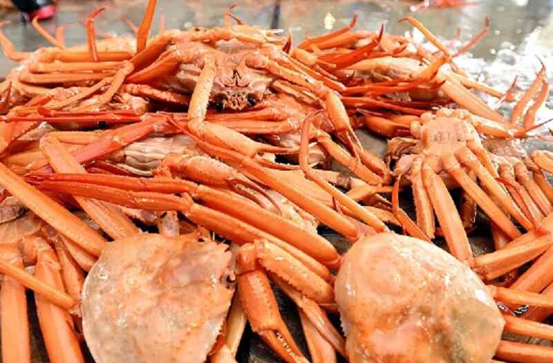 Season’s first red snow crab auction in Imizu, Toyama Pref.