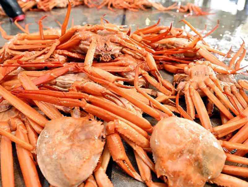 Season’s first red snow crab auction in Imizu, Toyama Pref.
