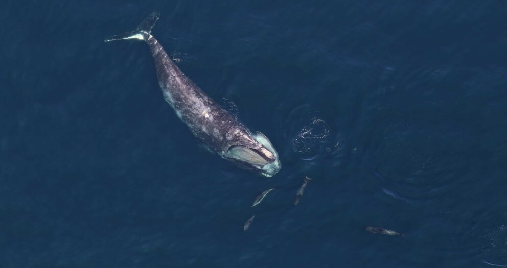 NOAA: More Measures Are Needed To Reduce Right Whale Entanglements in Fishing Lines