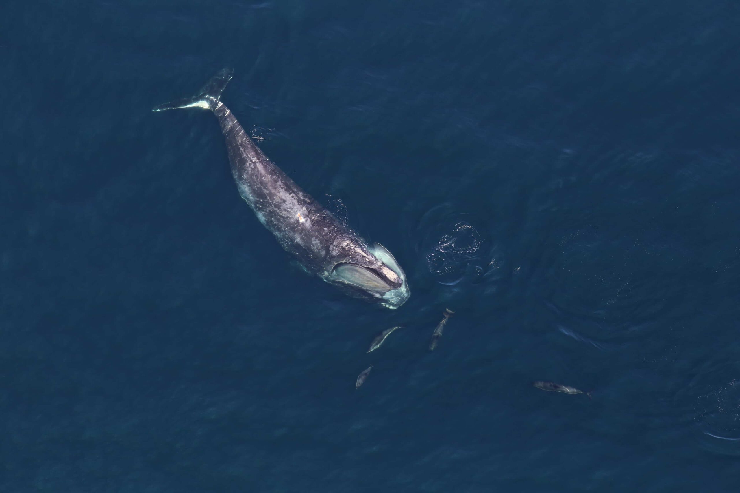 NOAA: More Measures Are Needed To Reduce Right Whale Entanglements in Fishing Lines