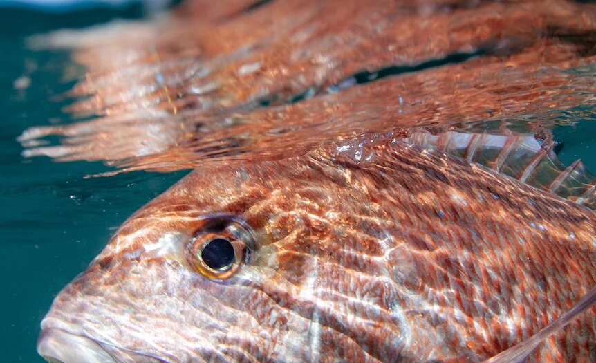 Extended ban on prized fish species not necessary and risks economic benefits, lobby group says