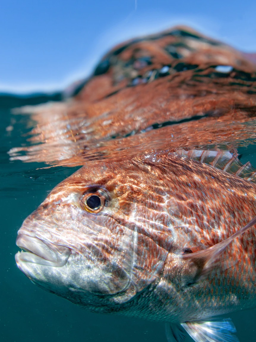 Extended ban on prized fish species not necessary and risks economic benefits, lobby group says