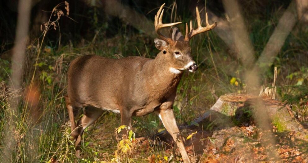 ‘Forever chemicals’ in deer, fish challenge hunters, tourism