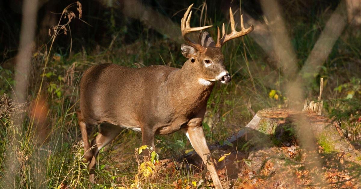 ‘Forever chemicals’ in deer, fish challenge hunters, tourism