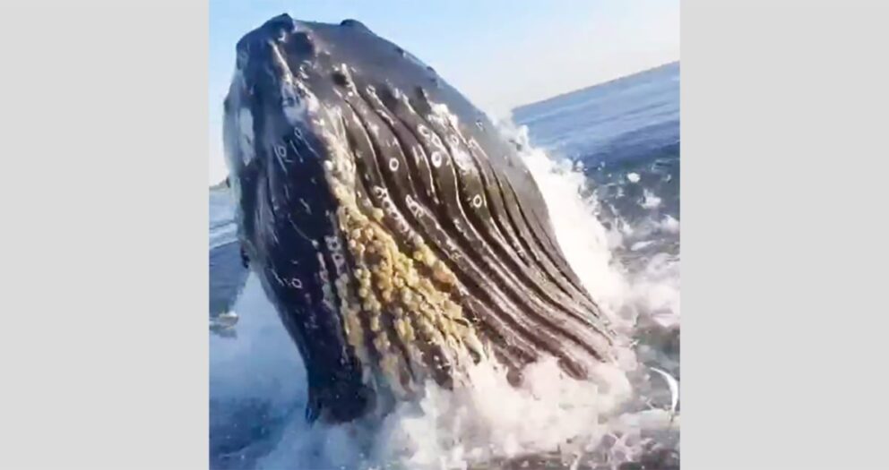 Breaching whale shocks father and son fishing off Jersey Shore as it nearly comes aboard boat
