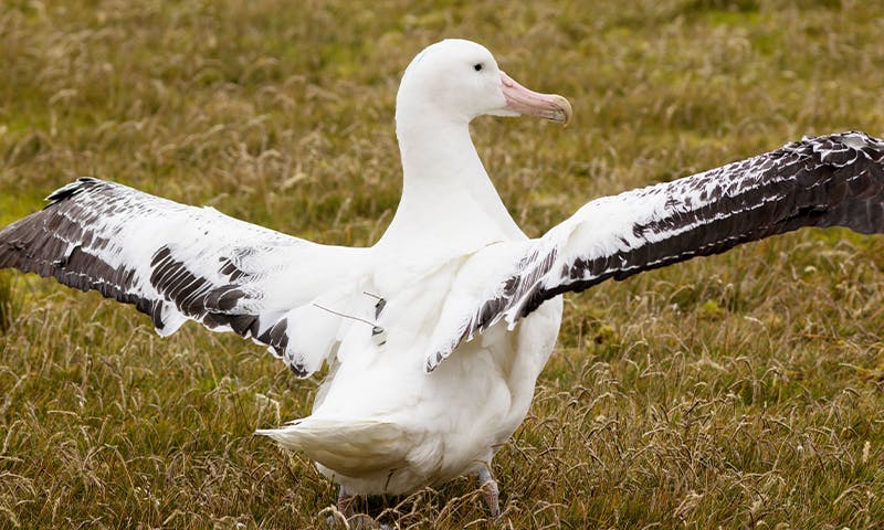 To Stop Illegal Fishing, Send a Seabird