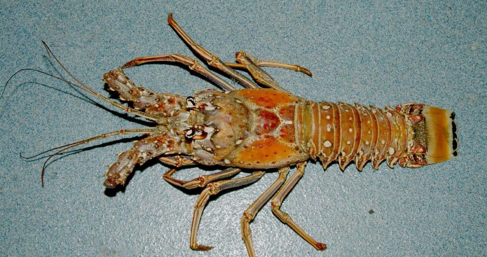 Caribbean Spiny Lobster Sustainable Fishing Plan Announced