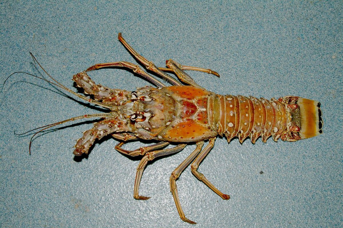 Caribbean Spiny Lobster Sustainable Fishing Plan Announced