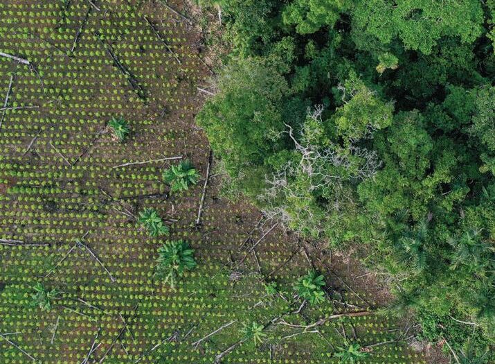 Vote against Amazon deforestation in Brazil | Science