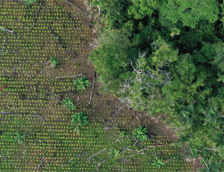 Vote against Amazon deforestation in Brazil | Science