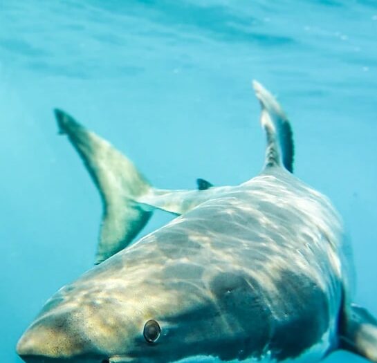 Abalone diver wants chumming ban at white shark hot spot