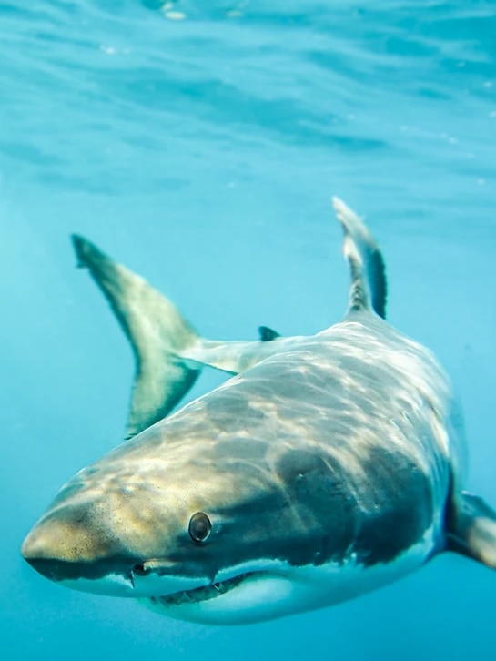 Abalone diver wants chumming ban at white shark hot spot