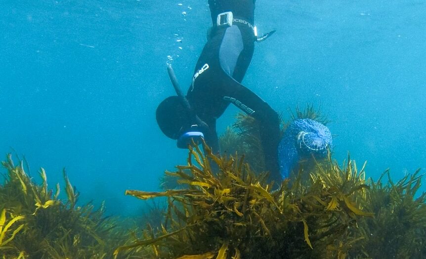 Government failed to act: Report calls for an immediate end to Indigenous fishing prosecutions