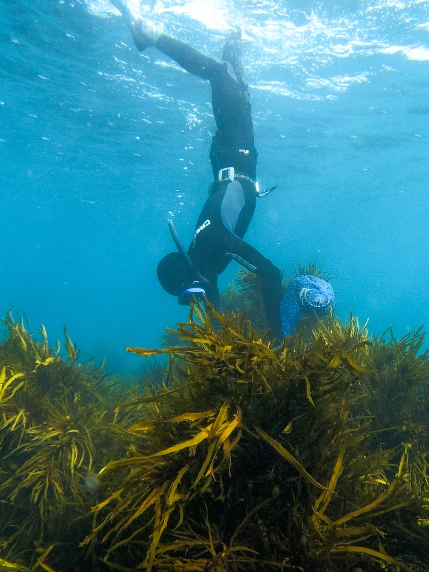 Government failed to act: Report calls for an immediate end to Indigenous fishing prosecutions