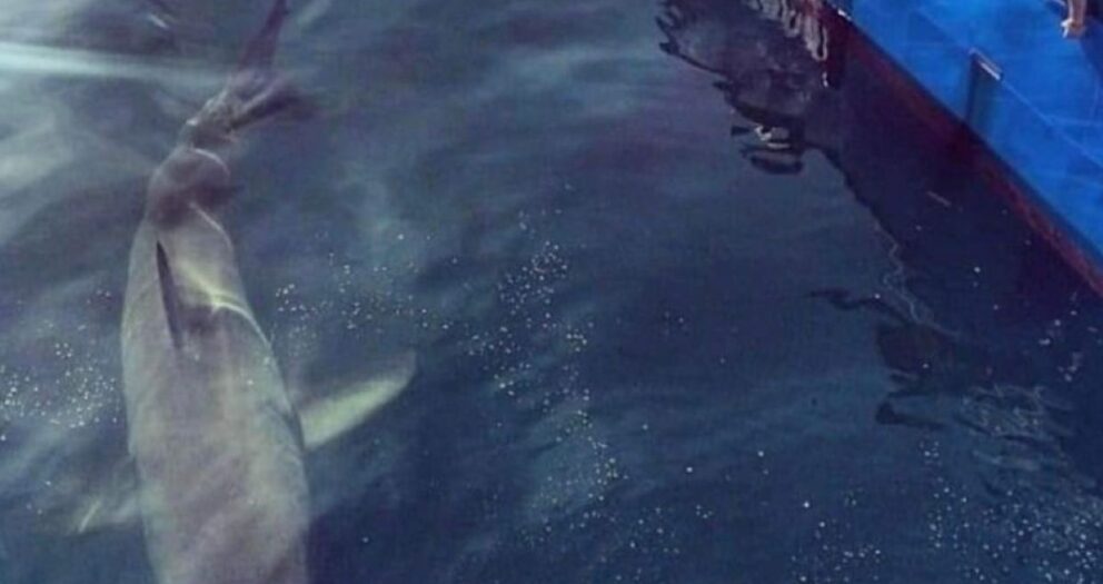 ‘Absolute Monster:’ Mega Great White Shark Pictured Stalking Fishing Boat