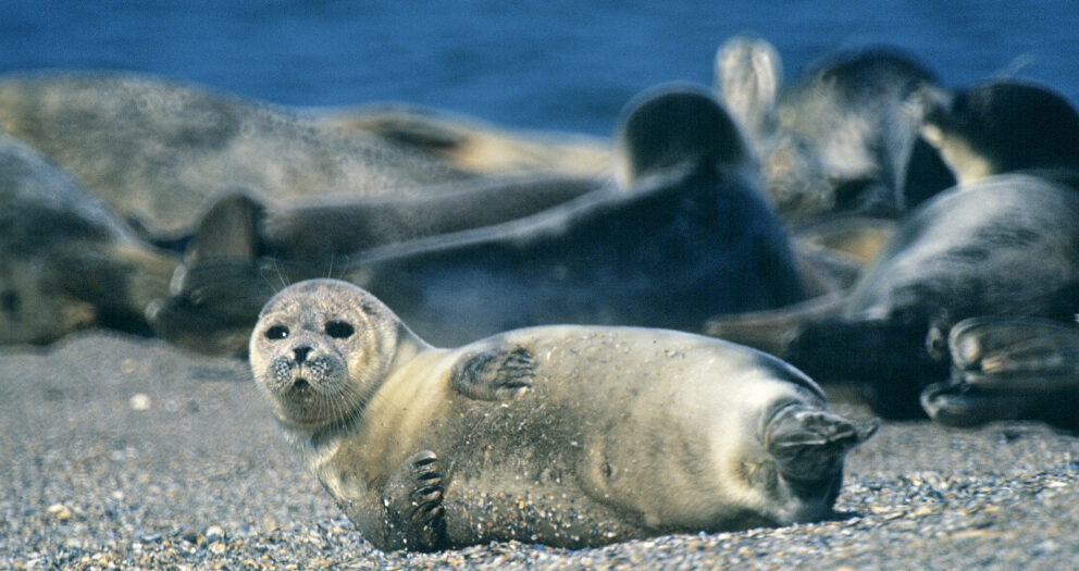Mystery As Nearly 2,000 Endangered Seals Wash Up Dead On Russian Coast