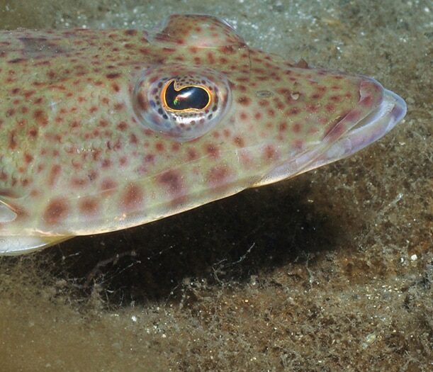 ‘Depressing finding’: The most popular fish for Tasmanian anglers now at ‘depleted’ status for first time