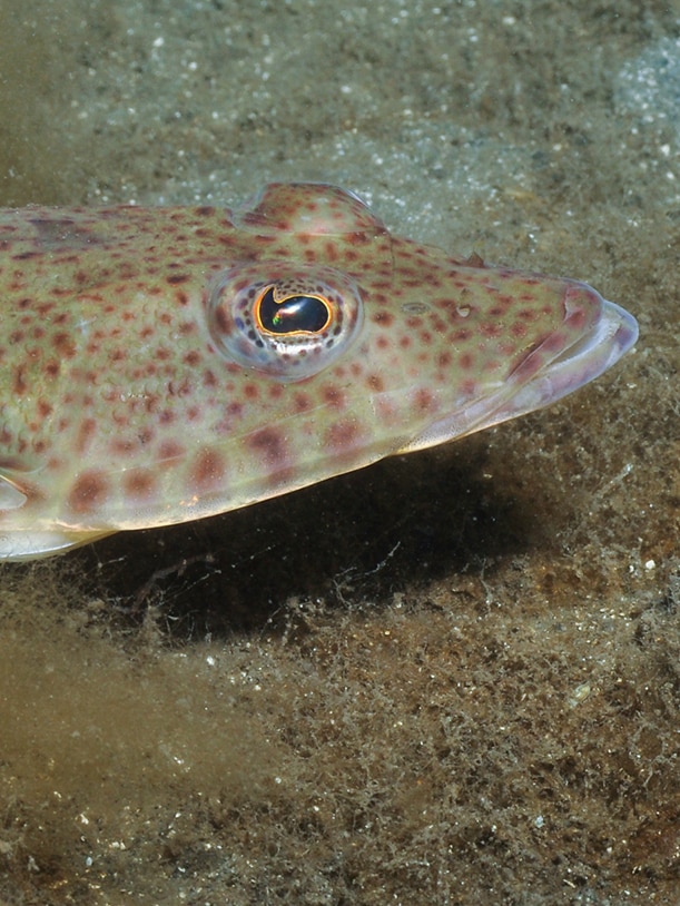 ‘Depressing finding’: The most popular fish for Tasmanian anglers now at ‘depleted’ status for first time