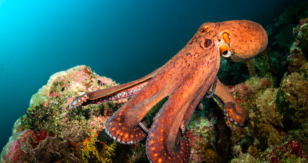 Video of Giant Octopus Being Reeled In by Fishing Boat Terrifies Viewers