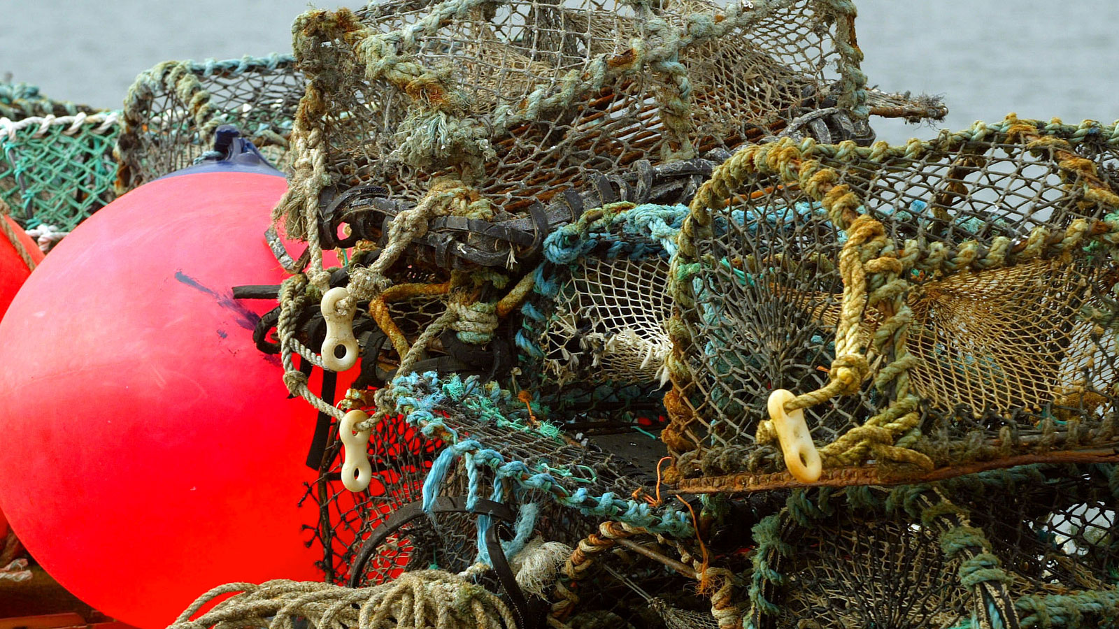 Lobsters vs. Right Whales: The Quest to Make Fishing Sustainable