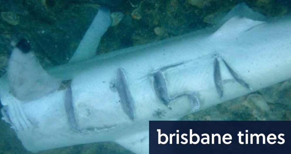 Government calls out Perth shark hunters who carved name of anti-fishing campaigner into carcass
