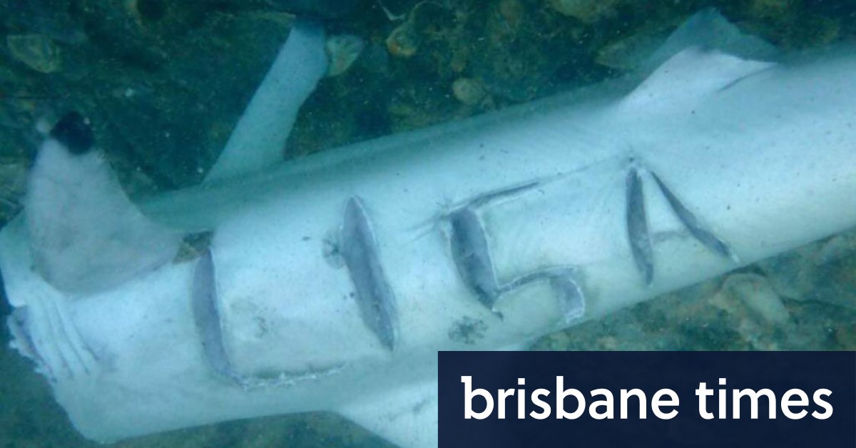Government calls out Perth shark hunters who carved name of anti-fishing campaigner into carcass