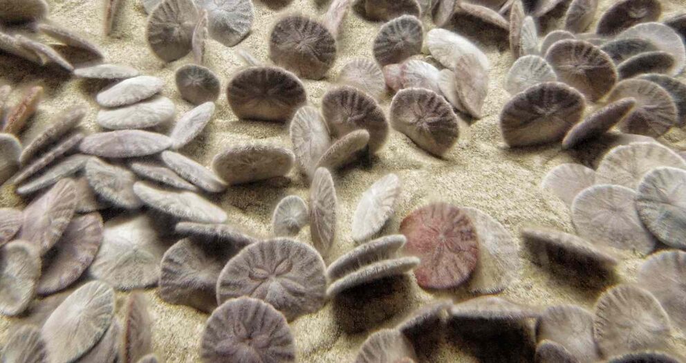Sea Urchins Keep Surviving As Marine Life Languishes in the Florida Keys