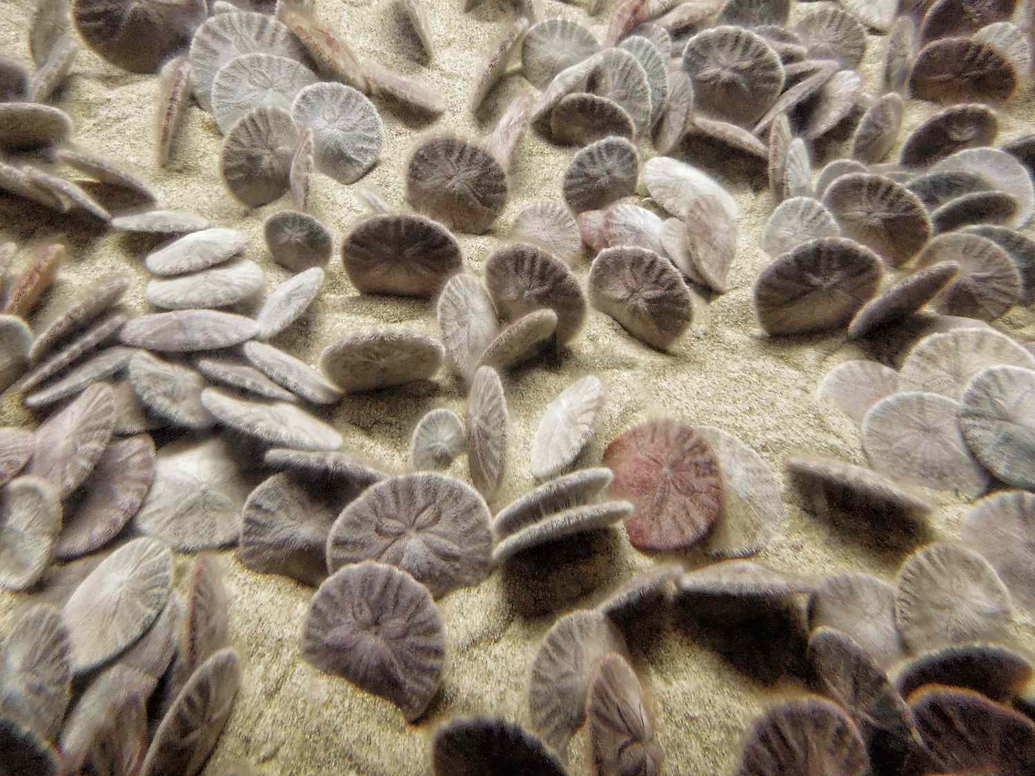 Sea Urchins Keep Surviving As Marine Life Languishes in the Florida Keys