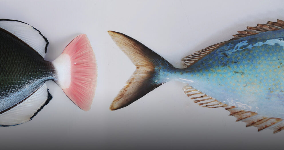 Fishing for Likes With China’s ‘Fish Tail Guy’