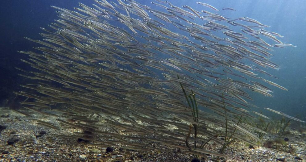 Loss of tiny organisms hurts ocean, fishing, scientists say